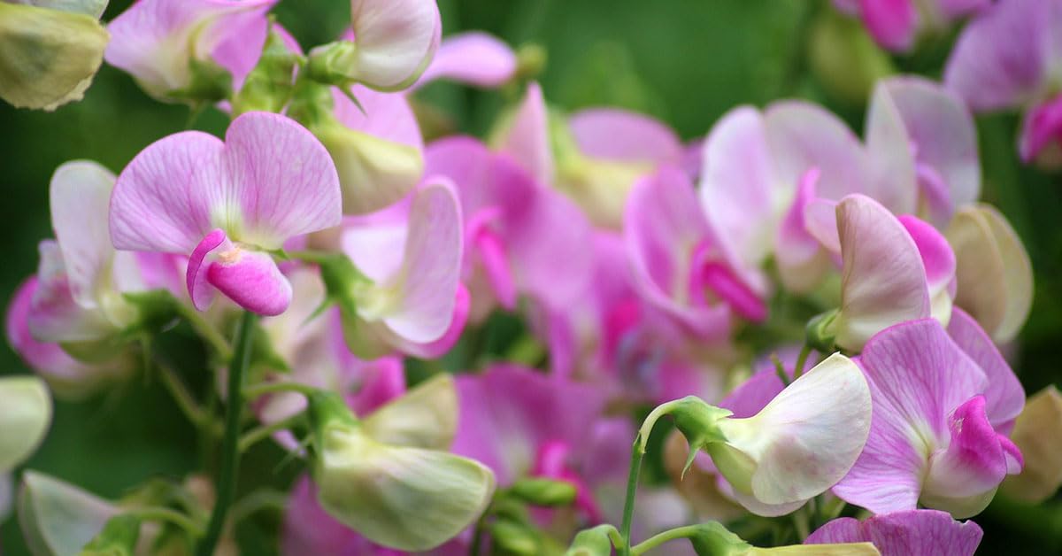 Peach Pink Carnosa Flower Seeds for Garden Vibrant Colors Heirloom & GMO Free Seeds for Home Garden
Sale for planting in home garden