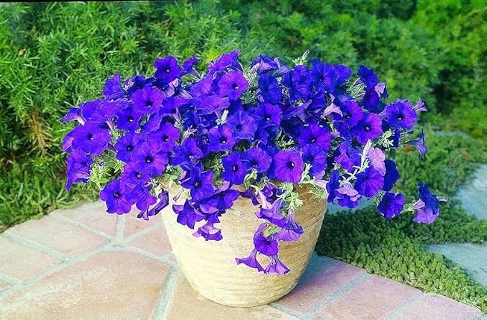 Pelleted Petunia Limbo Lila Seeds