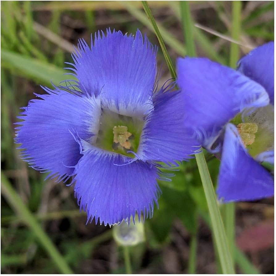 Gentiana Andrewsii Seeds for Planting Gentiana andrewsii for wildflower gardens and flower beds