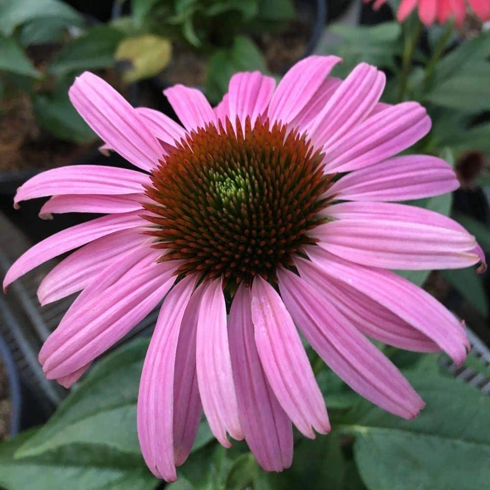 Coneflower Echinacea spp. Seeds for Planting in Flower Bed