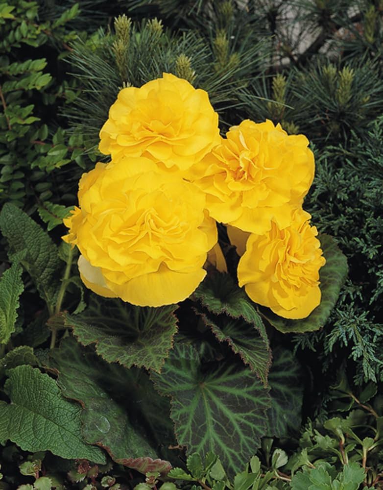Plant Light Yellow Begonia Flower Seeds Perfect for Your Garden