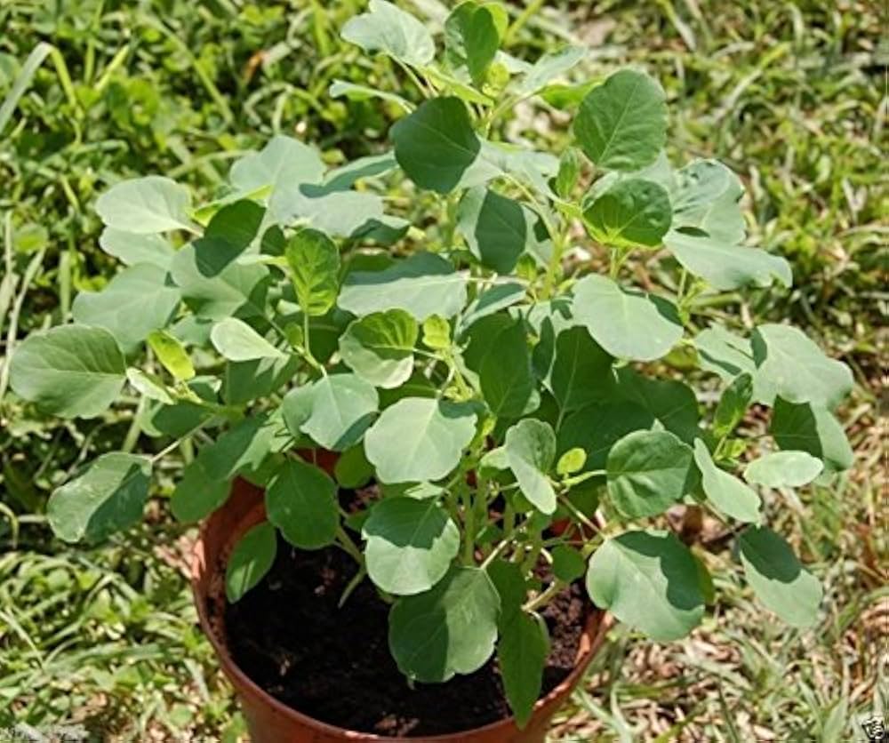Bolivian Coriander Herb Seeds for Planting Porophyllum ruderale for herb gardens and culinary spaces