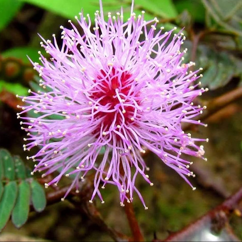 Mimosa Pudica, Touch me not, Lajalu, Sensitive Plant seeds for Planting - Cut Flower Favorite, Heirloom & GMO Free Seeds
