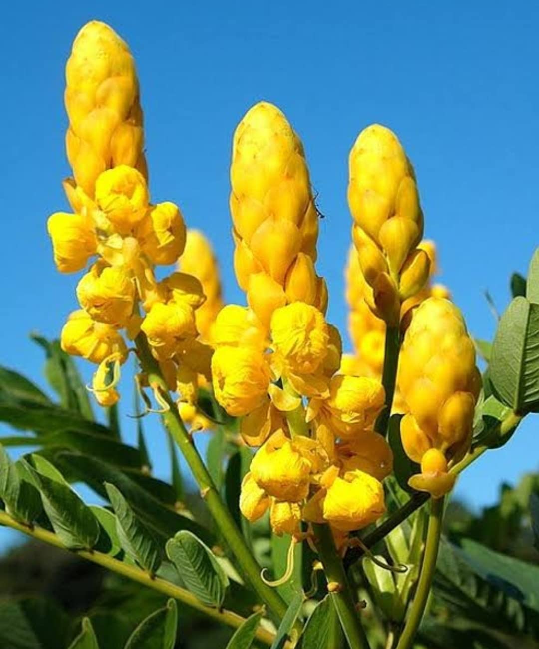 Yellow Cassia Candlestick Flower seeds for Planting - Cottage Garden Essential, Heirloom & GMO Free Seeds for Home Garde