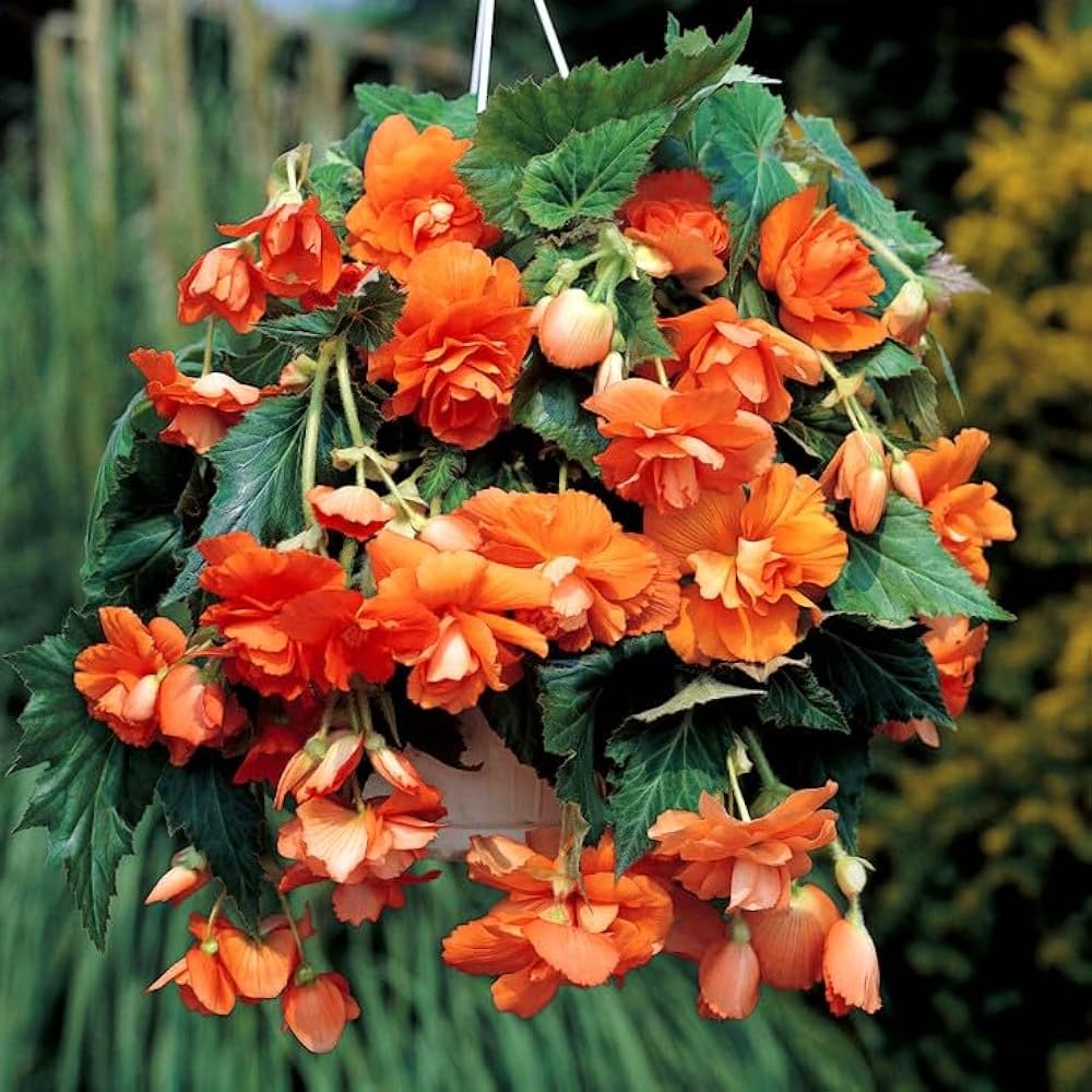 Orange Gloxinia Flower seeds for Planting - Long Bloom Season, Heirloom & GMO Free Seeds for Home Garden