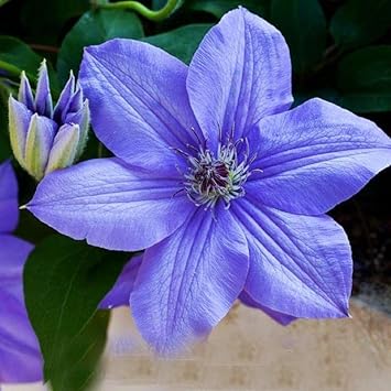 Sky Blue Clematis Hybridas Flower seeds for Planting - Garden Favorite, Heirloom & GMO Free Seeds for Home Garden
Sale for planting in home garden