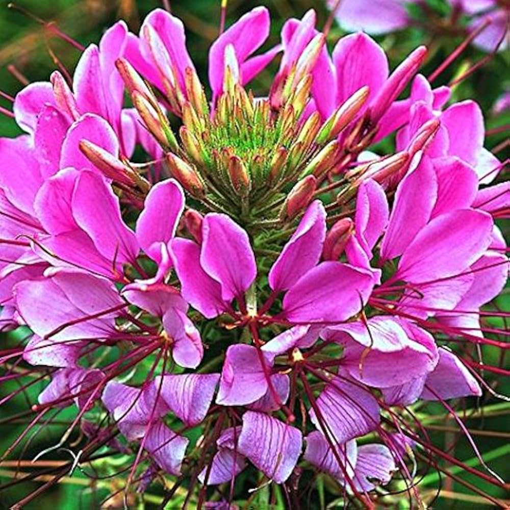 Purple Cleome Seeds Flower seeds for Planting - Premium Quality, Heirloom & GMO Free Seeds for Home Garden