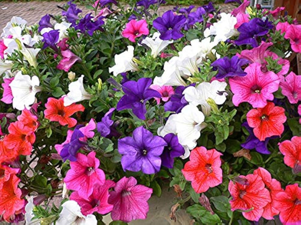 Hanging Petunia Melissa Original Seeds