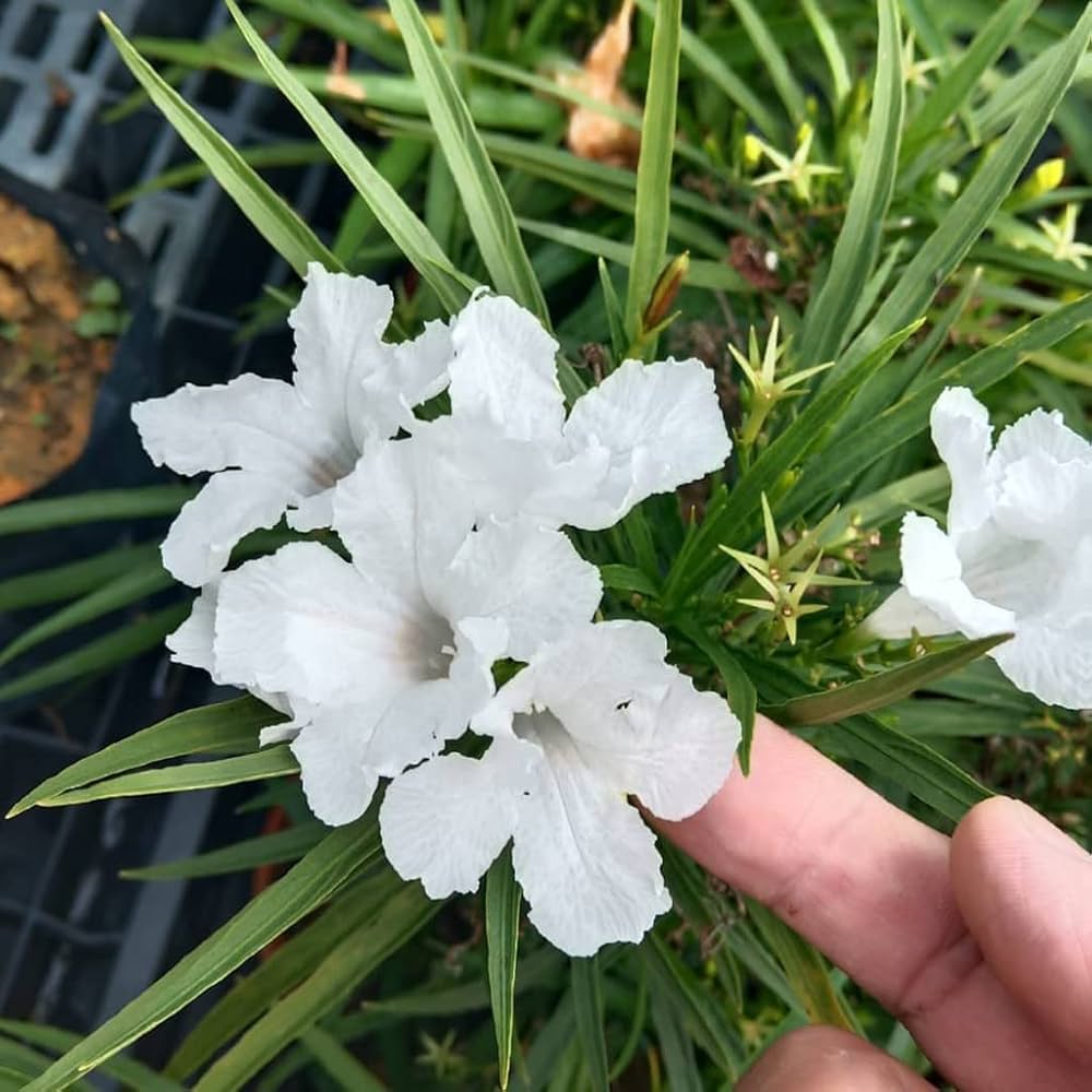 Ruellia Ruellia tuberosa Seeds for Planting in Tropical Garden and Planters