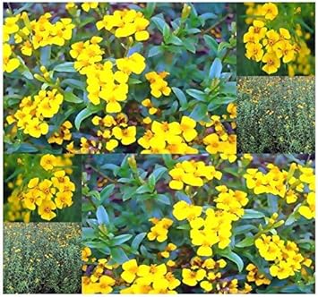 Tagetes Lucida Flower seeds for Planting Perfect for Borders Heirloom & GMO Free Seeds for Home Garden
Sale for planting in home garden