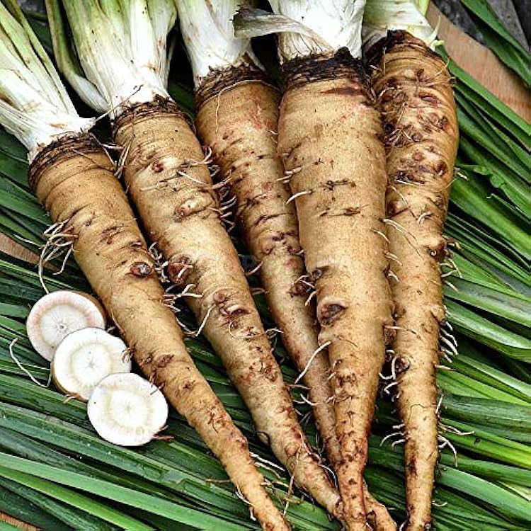 Salsify Vegetable Planting Seeds for Your Garden