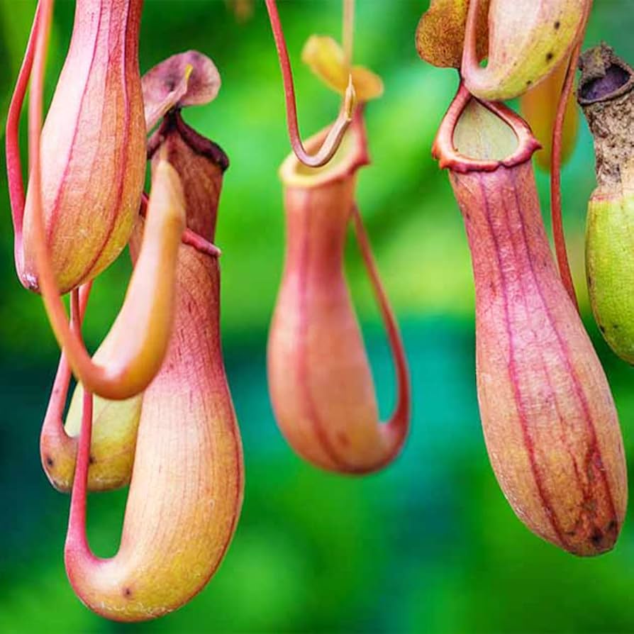 Nepenthes Seeds for Planting Nepenthes spp. for carnivorous plant collections and terrariums