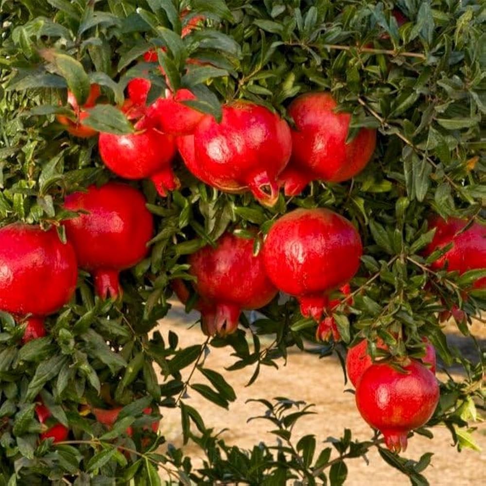 Bonsai Pomegranate Fruit Seeds for Planting Mini Trees