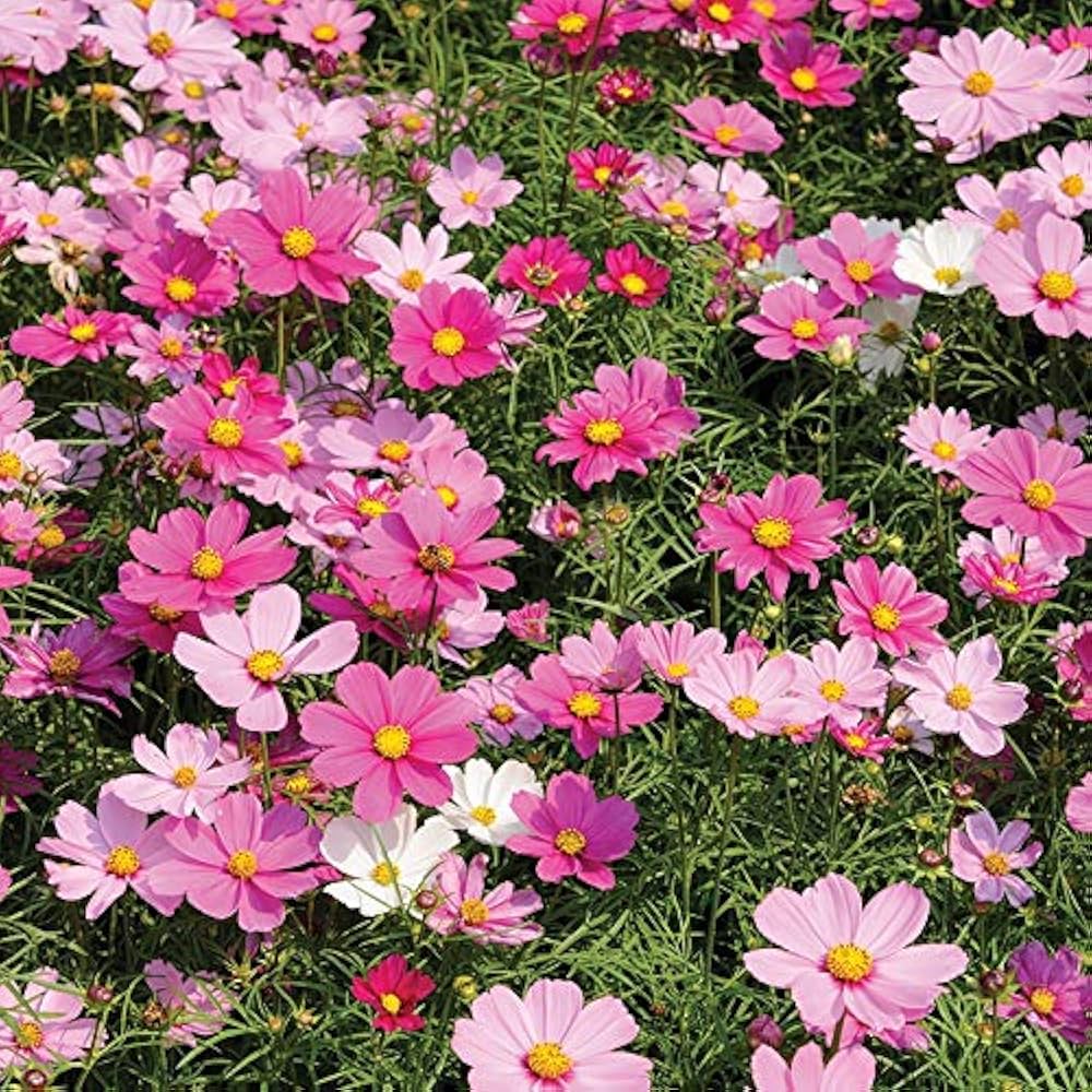 Sensation Mix Cosmos Seeds Cosmos bipinnatus for Planting in Flower Bed and Cottage Garden