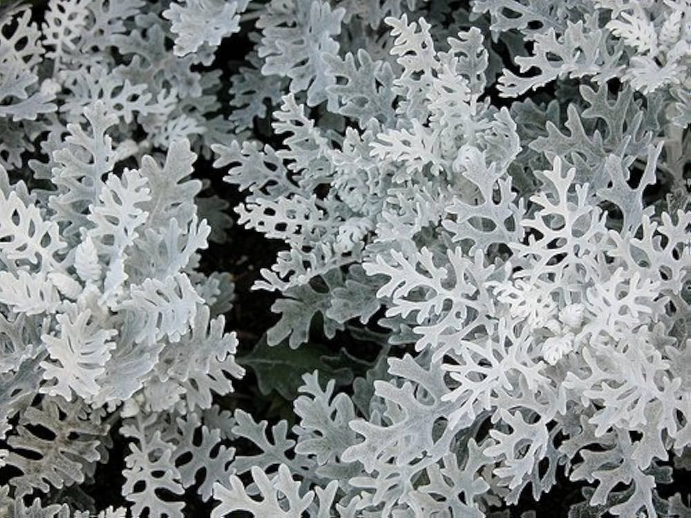 Dusty Miller Jacobaea maritima Seeds for Planting border garden flower bed