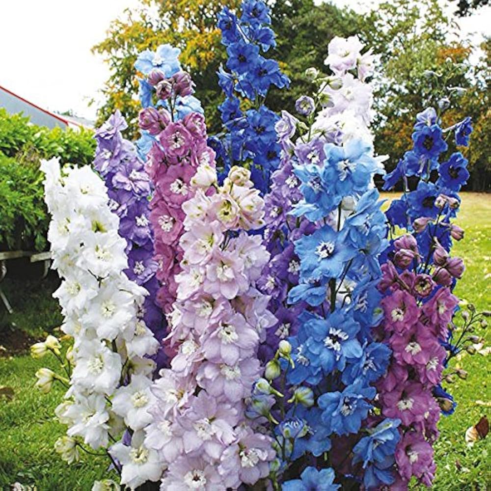 Millennium Delphinium Delphinium elatum Seeds for Planting in Garden Borders