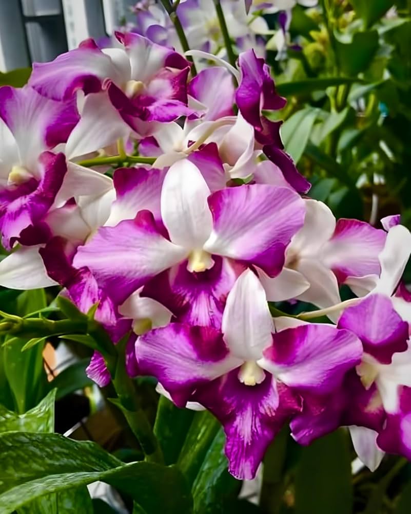 Japanese Tiger Orchid Dendrobium spp Flower Seeds for Planting in Orchid Garden