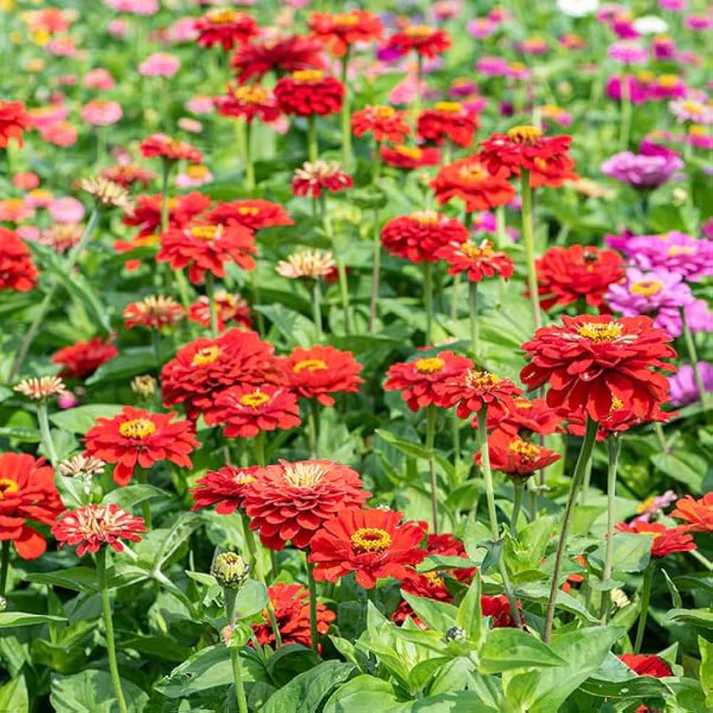 Burgundy Zinnia Flower seeds for Planting - Cut Flower Favorite, Heirloom & GMO Free Seeds for Home Garden