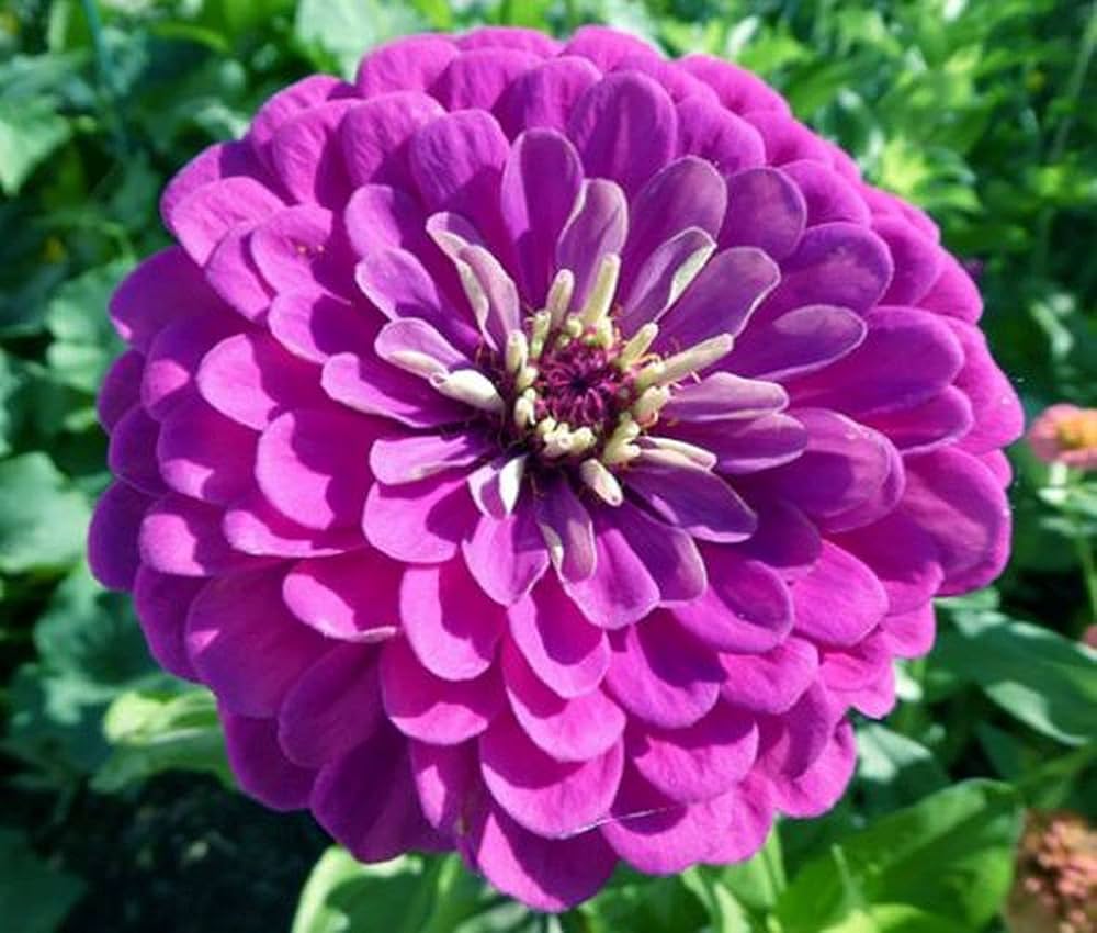 Deep Purple Zinnia Flower seeds for Planting - Compact Growth, Heirloom & GMO Free Seeds for Home Garden Sale