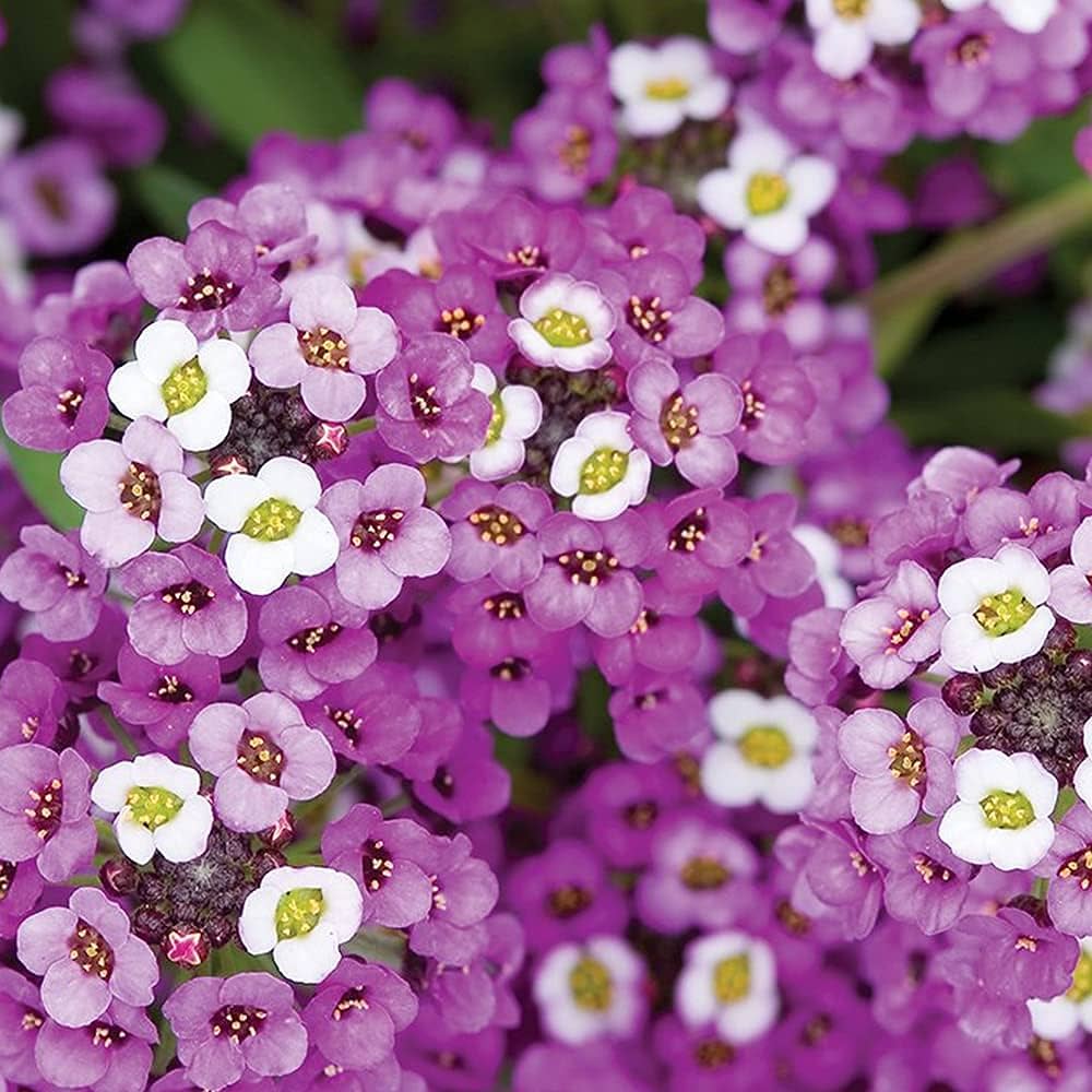 Alyssum Royal Carpet Seeds for Planting flower bed