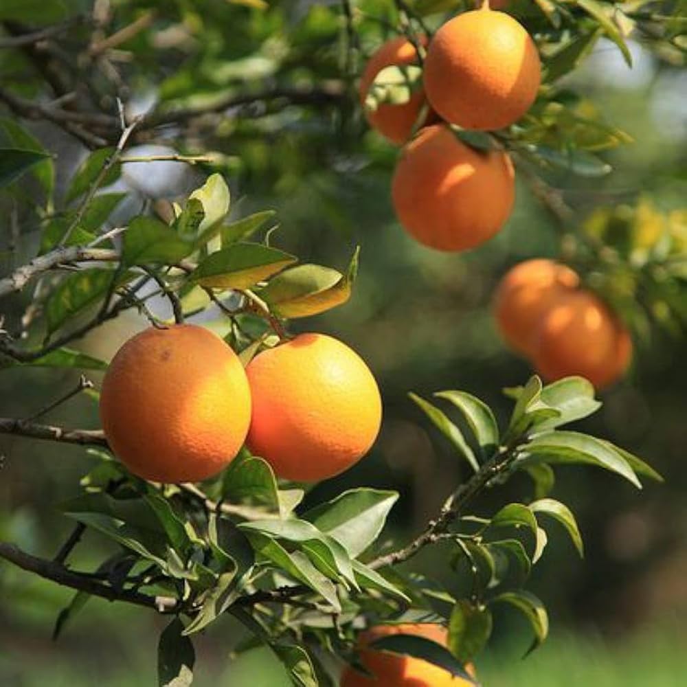 Orange Tree Planting Seeds - Grow Your Own Citrus at Home