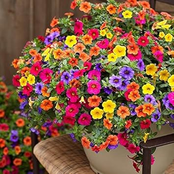 Heirloom Calibrachoa Flower seeds blooming in flower beds, containers, borders, and pollinator-friendly gardens