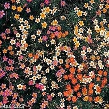 Mix Leptosiphon Flower seeds for Planting - Low Maintenance, Heirloom & GMO Free Seeds for Home Garden
Sale seeds for planting in home garden