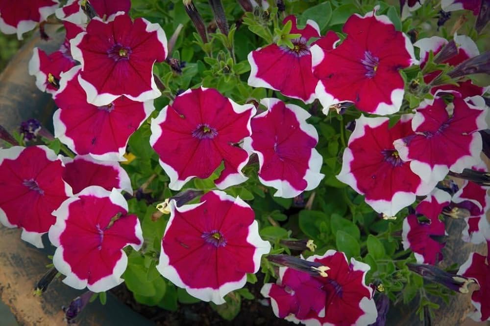Petunia Freedom Salmon Seeds for Planting Hanging Baskets Urban Garden