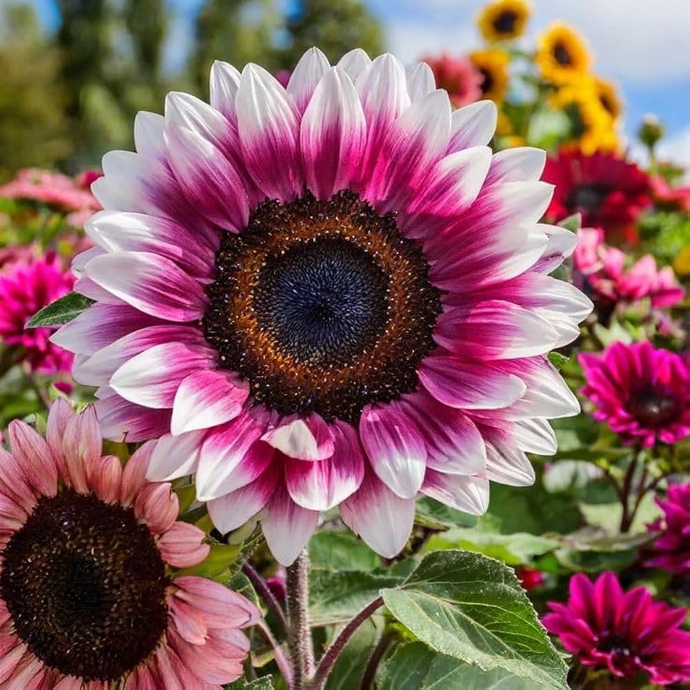 Pink and White Sunflower Seeds for Planting