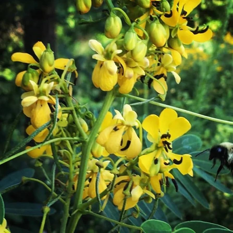 Wild Senna Senna hebecarpa Seeds for Planting - Ideal for Flower Bed & Home Garden