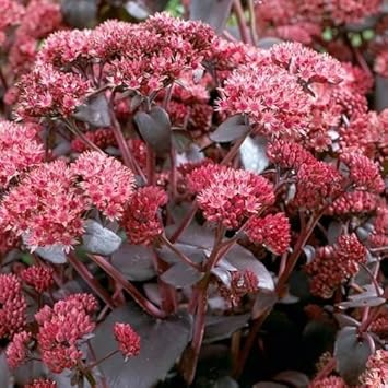 Pink Telephium Flower seeds blooming in flower beds, containers, borders, and pollinator-friendly gardens