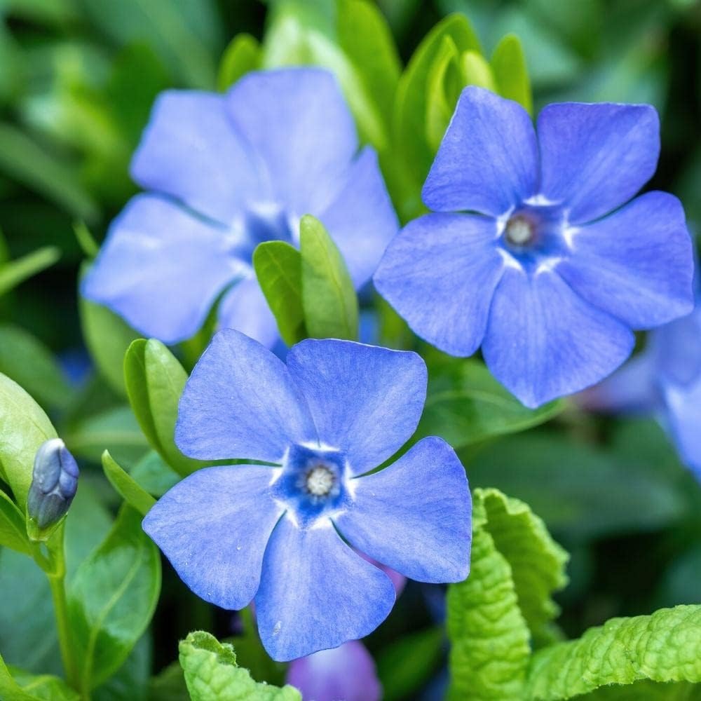 Vinca Minor Flower seeds for Planting - Perfect for Borders, Heirloom & GMO Free Seeds for Home Garden
Sale seeds for home garden