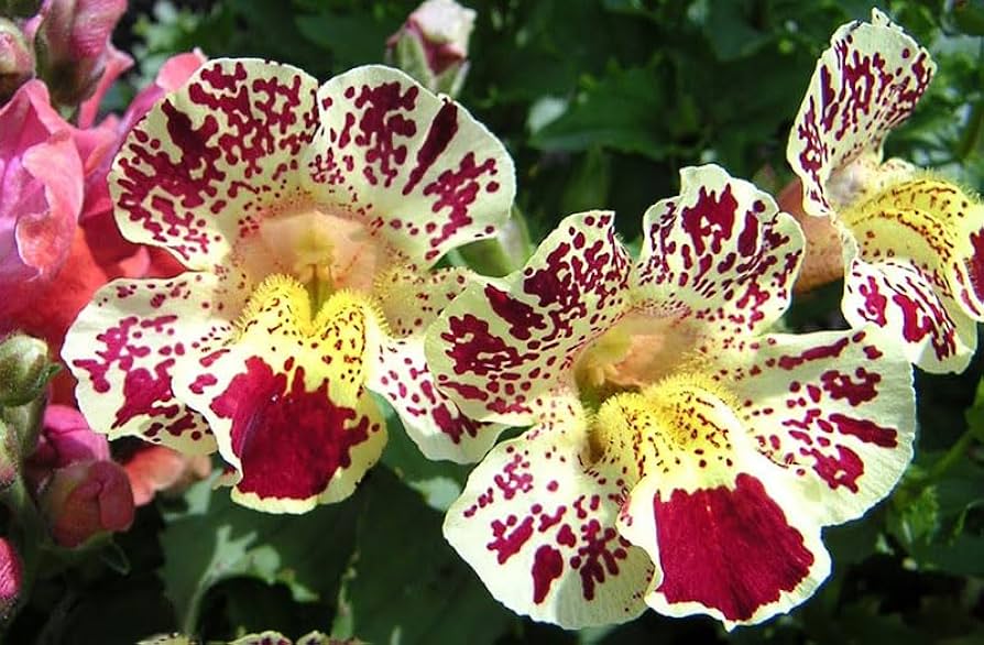 White Mimulus Flower Seeds for Planting Seed for Lush Gardens and Delightful Blooms