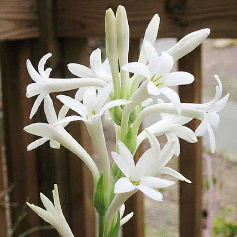 White Fragrant Clove Flower Seeds for Planting Long Bloom Season Heirloom & GMO Free Seeds for Home Garden
Sale