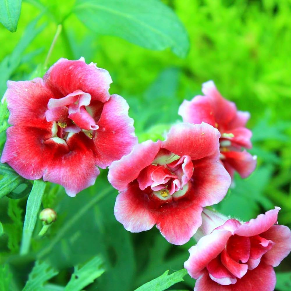 Gloxinia Flower Seeds, Mixed Colors, Potted Plants, Bonsai Flowers