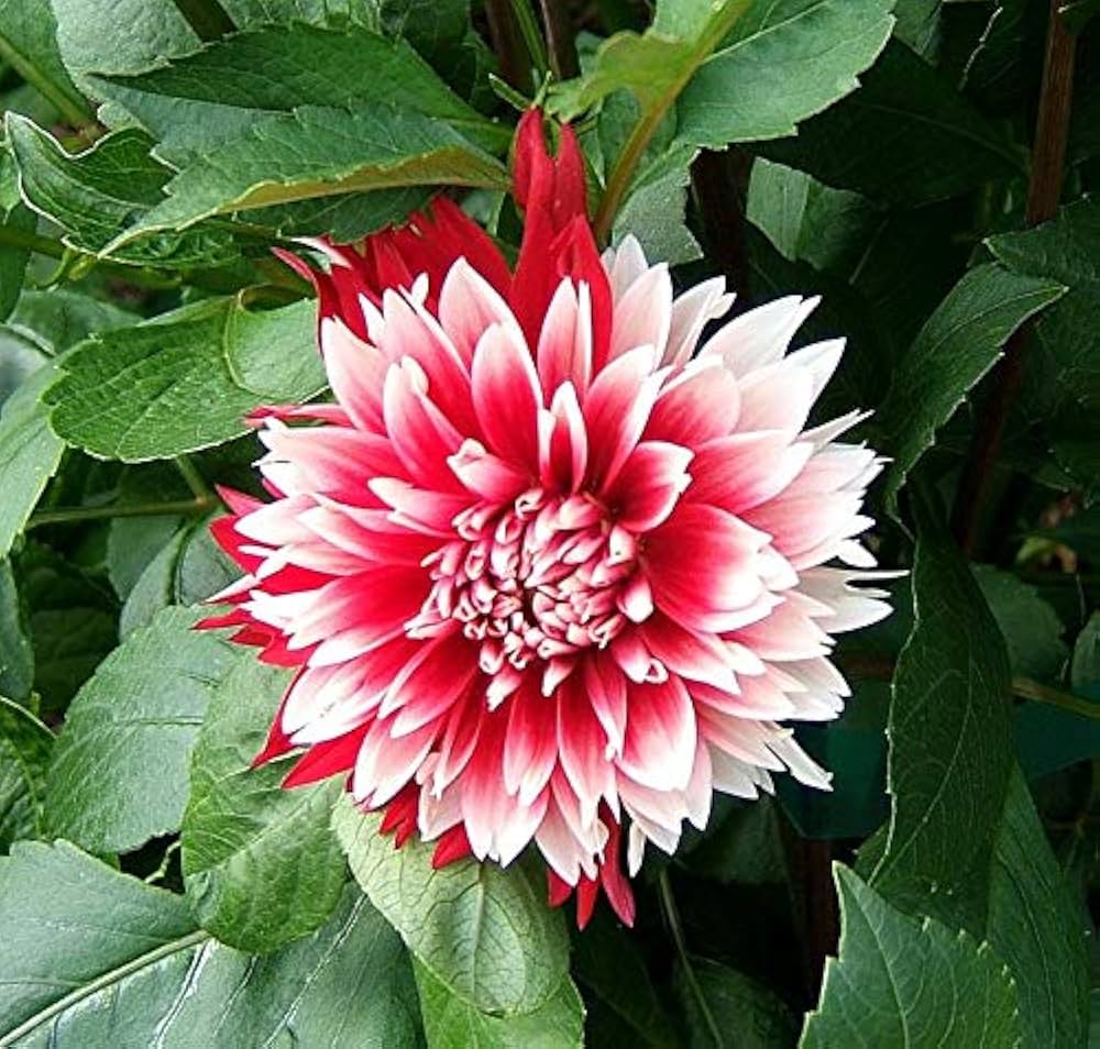 Deep Red White Chrysanthemum Flower seeds for Planting - Compact Growth, Heirloom & GMO Free Seeds for Home Garden