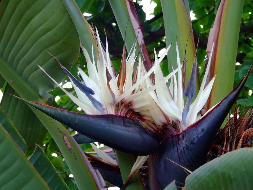 White Strelitzia Reginae House Flower seeds for Planting - Fragrant Blossoms, Heirloom & GMO Free Seeds for Home Garden
Sale for planting in home garden.