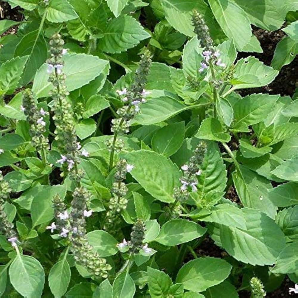 Basil Scented Flower seeds for Planting - Drought Tolerant, Heirloom & GMO Free Seeds for Home Garden