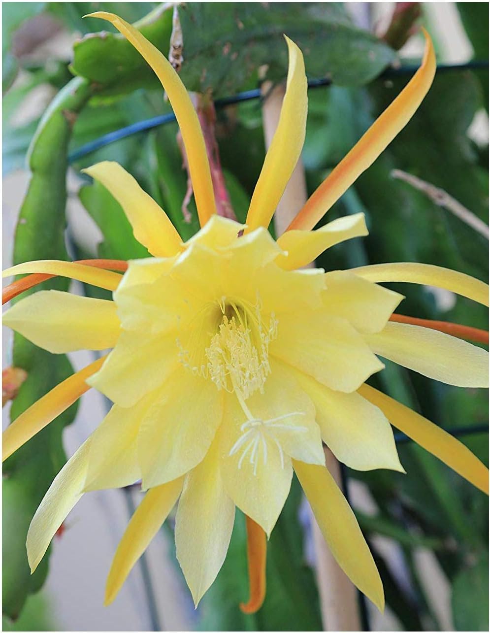 Epiphyllum Orchid Flower seeds blooming in flower beds, containers, borders, and pollinator-friendly gardens