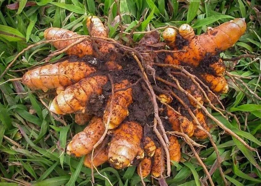 Brown Turmeric Seeds for Planting