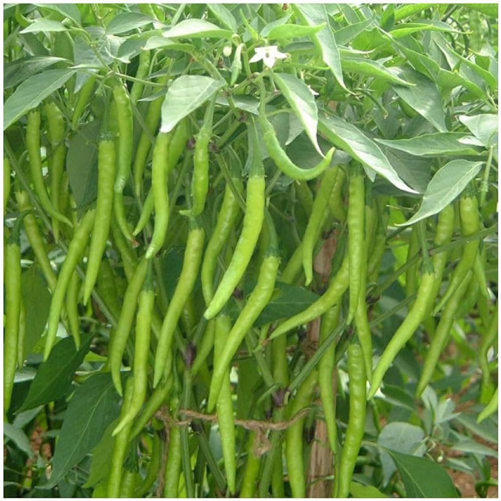 Light Green Pepper Seeds for Planting