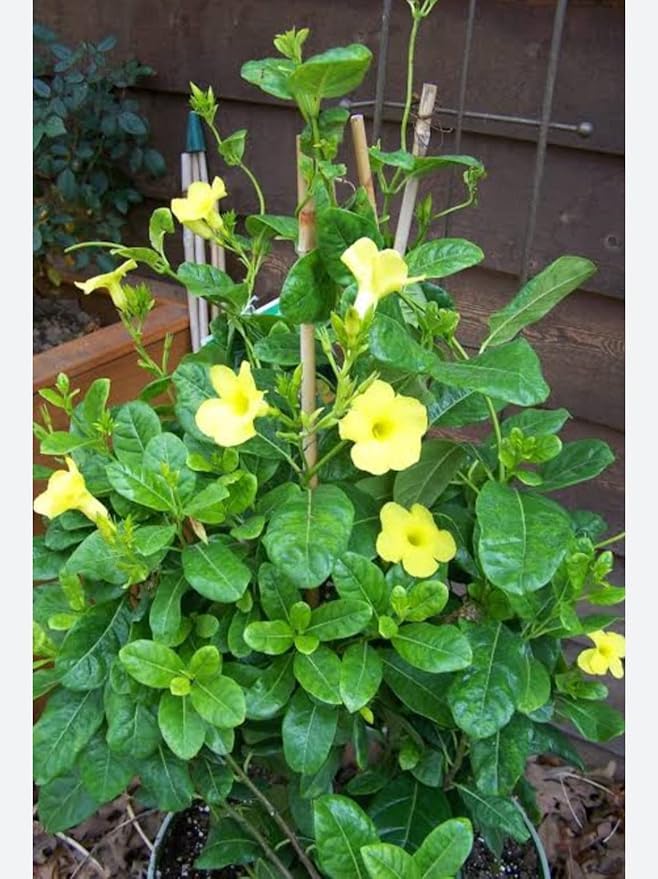 Malve Seeds Chater Scarlet Holly Hock Seeds for Planting flower bed
