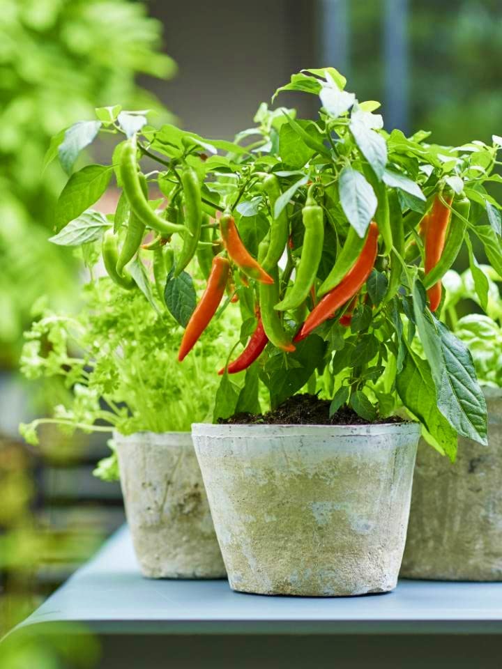 Capsicum Chili Pepper Seeds for Planting Capsicum annuum for vegetable patches and kitchen gardens