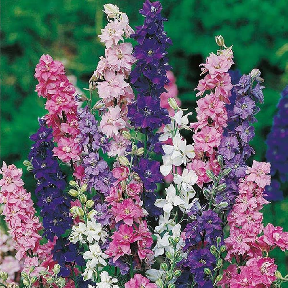 Delphinium Seeds for Planting Delphinium spp. for flower beds and cottage gardens