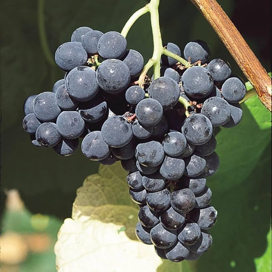 Japanese Miniature Grape Vine Vitis vinifera Seeds for Planting - Perfect for Urban Garden & Vegetable Patch