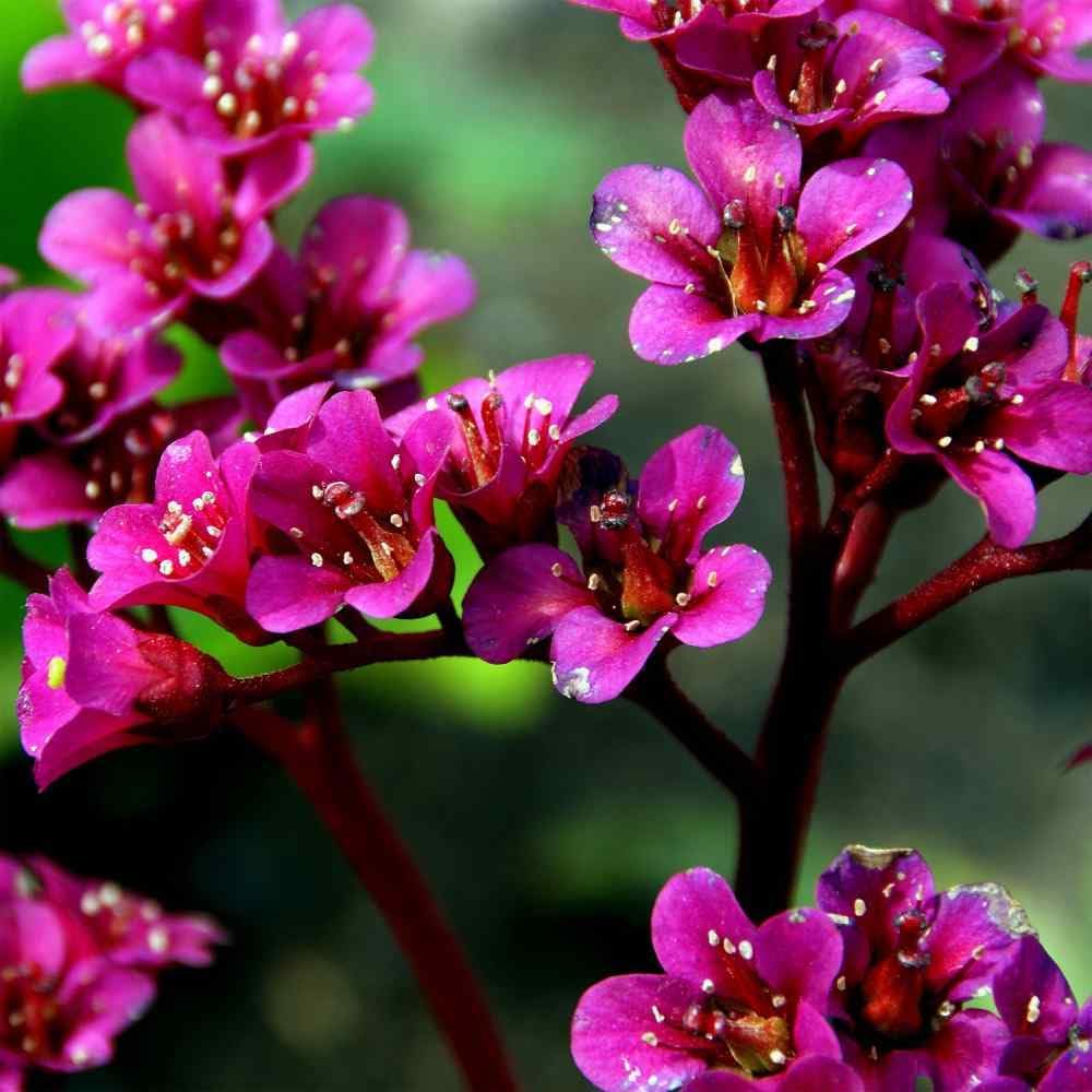 Cordifolia Flower seeds for Planting - Pollinator Friendly, Heirloom & GMO Free Seeds for Home Garden
Sale seeds for planting in home garden