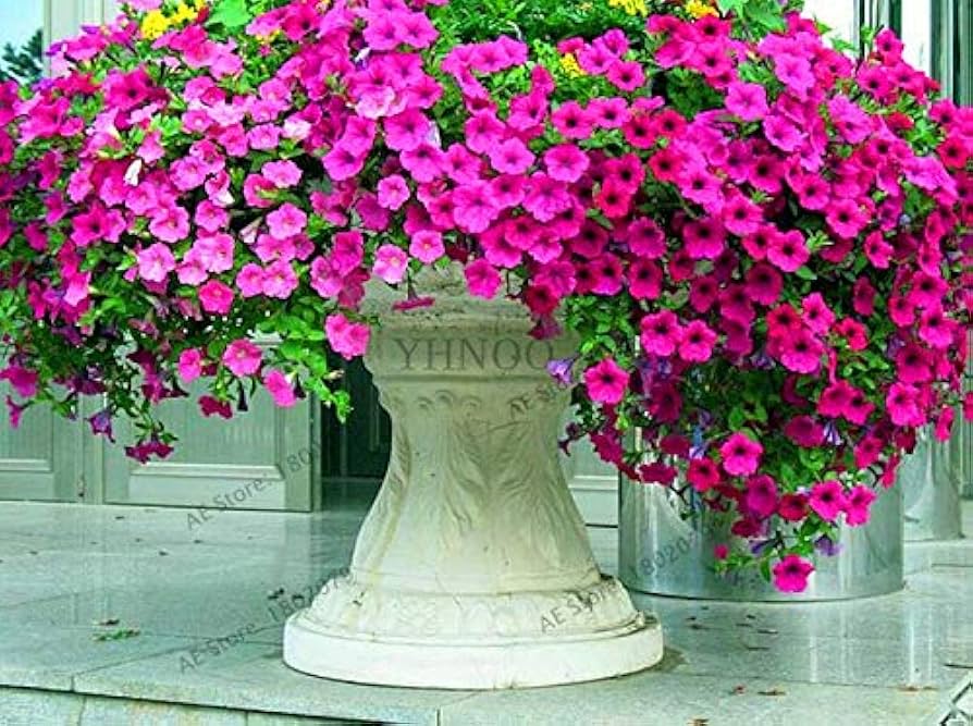 Mixed Petunia Seeds Exotic Ornamental Flowers