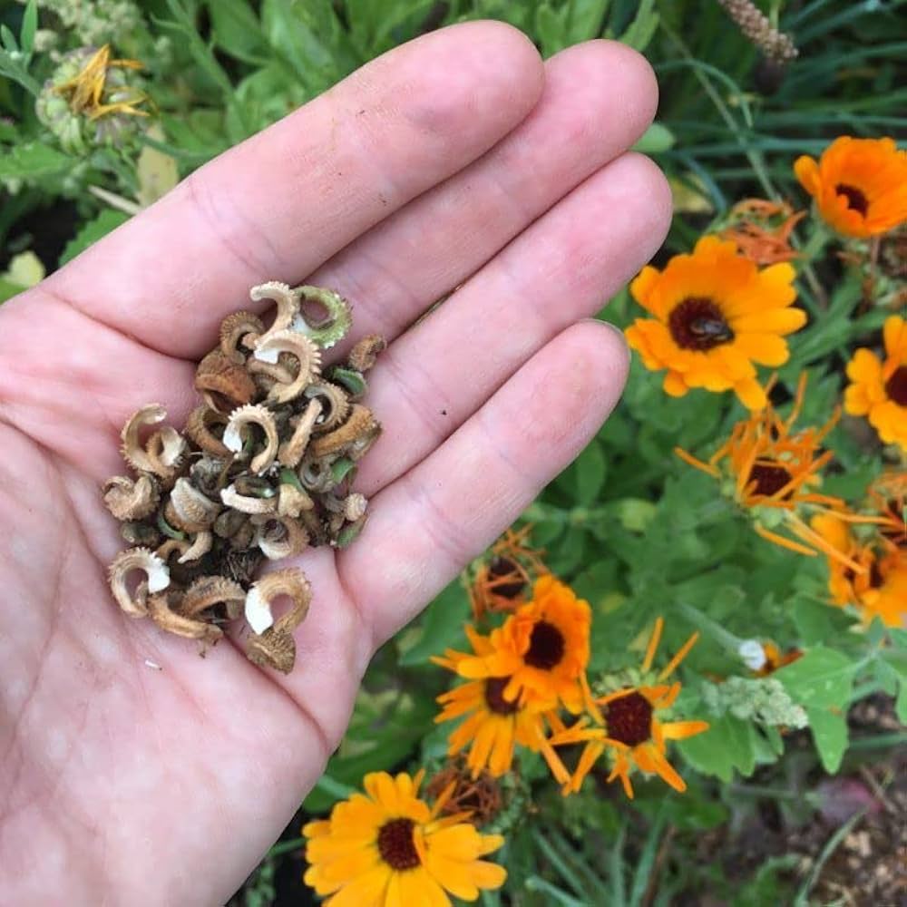 Calendula officinalis Marigold Seeds for Planting - Ideal for Flower Bed & Home Garden