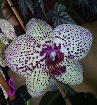 White Violet Butterfly Orchid Flower seeds for Planting - Easy to Grow, Heirloom & GMO Free Seeds for Home Garden
Sale seeds for planting in home garden