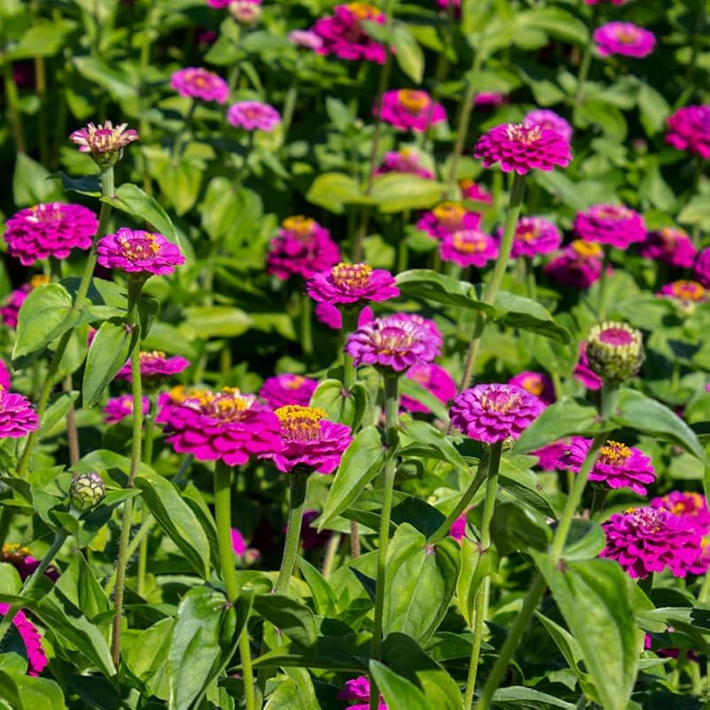 Elegans Flower seeds for Planting - Low Maintenance, Heirloom & GMO Free Seeds for Home Garden